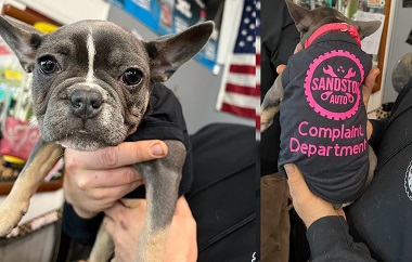 Closeup of a French Bulldog's face and the same dog from behind wearing a black sweater with pink letters that say Sandston Auto Complaint Department